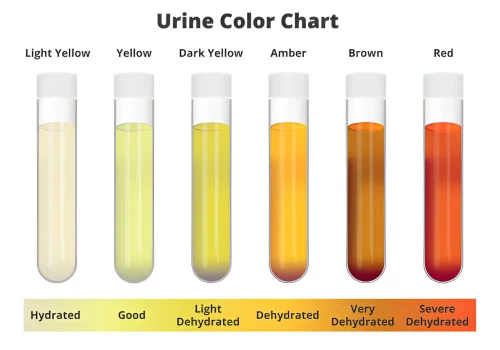 Urine_Colour_Chart_1512x